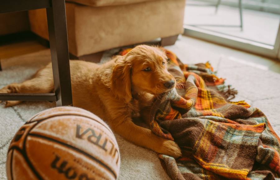 why-is-my-dog-suddenly-eating-fabric-all-about-pets