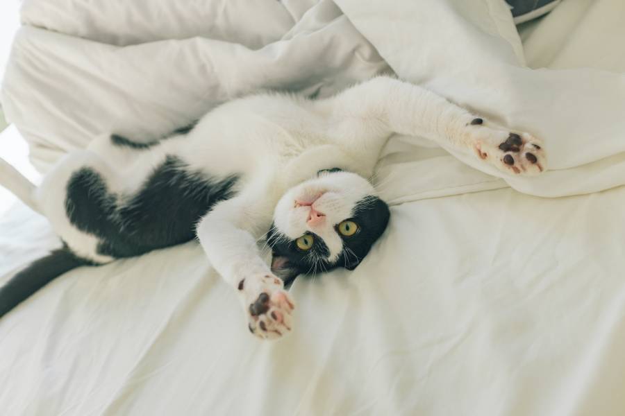 Your cat wakes you up to be petted