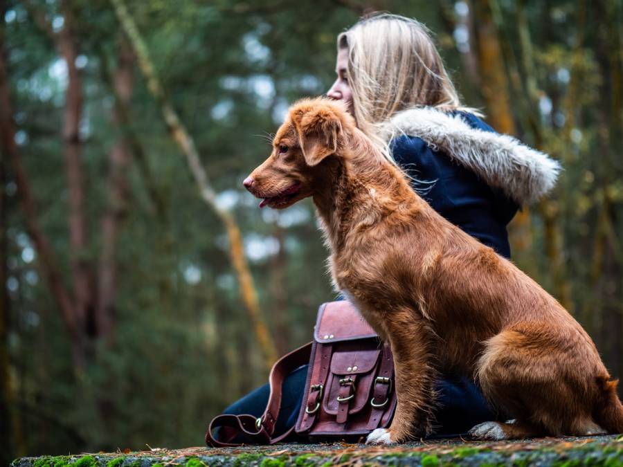 Causes of dog front leg shaking when sitting