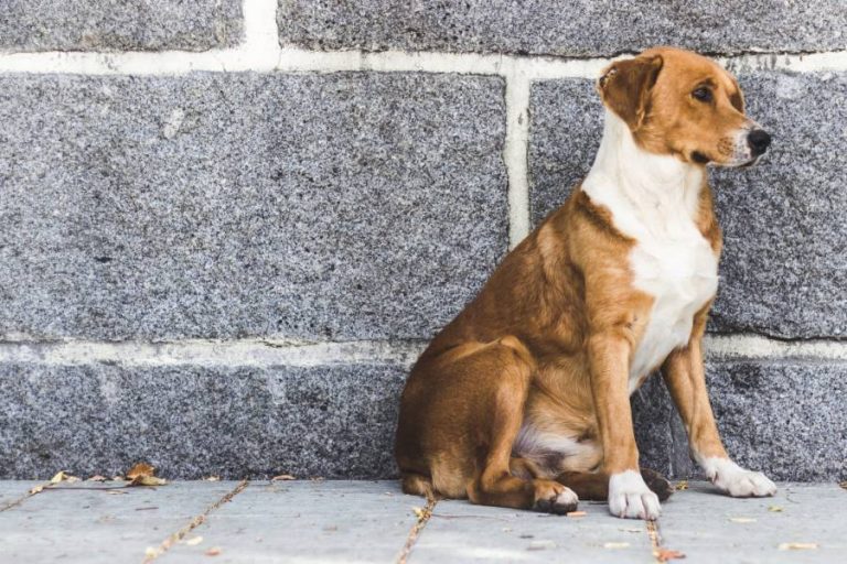 dog-front-leg-shaking-when-sitting-possible-causes-all-about-pets