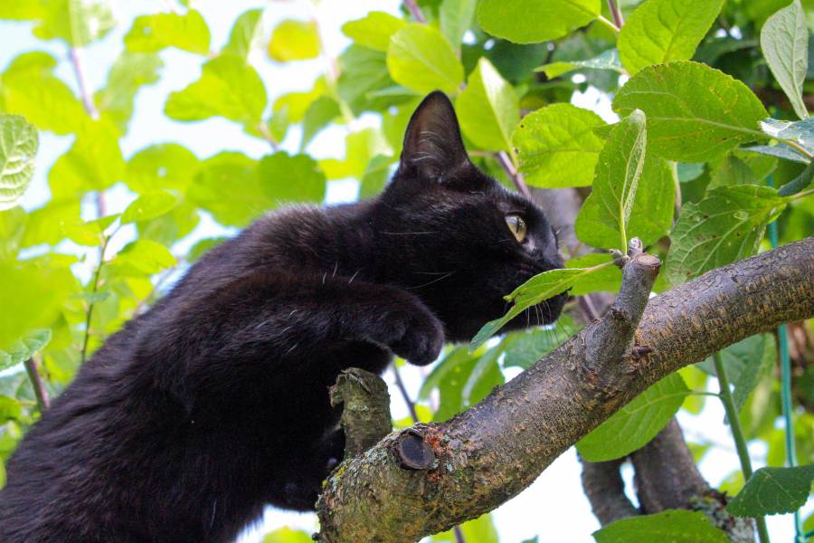 Will A Cat Eventually Come Down From A Tree? All About Pets